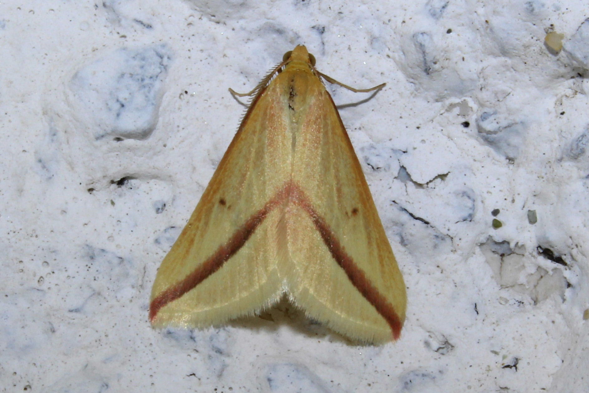 Conferma lepidottero ? - Rhodometra sacraria